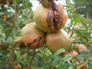 uploads/images/disease/bacterial blight of pomegranate.jpg